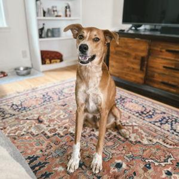 Our Pet Toy Fund
