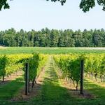 Flag Hill Distillery & Winery