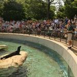 Lincoln Park Zoo