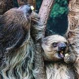 Denver Zoo