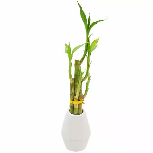 5-Stem Lucky Bamboo Dimensions II White Ceramic Planter