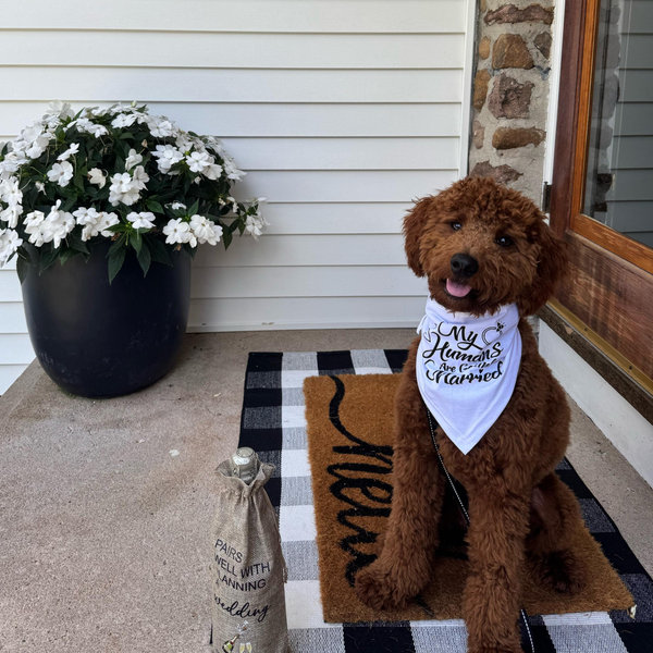Pet Hotel For Our Honeymoon