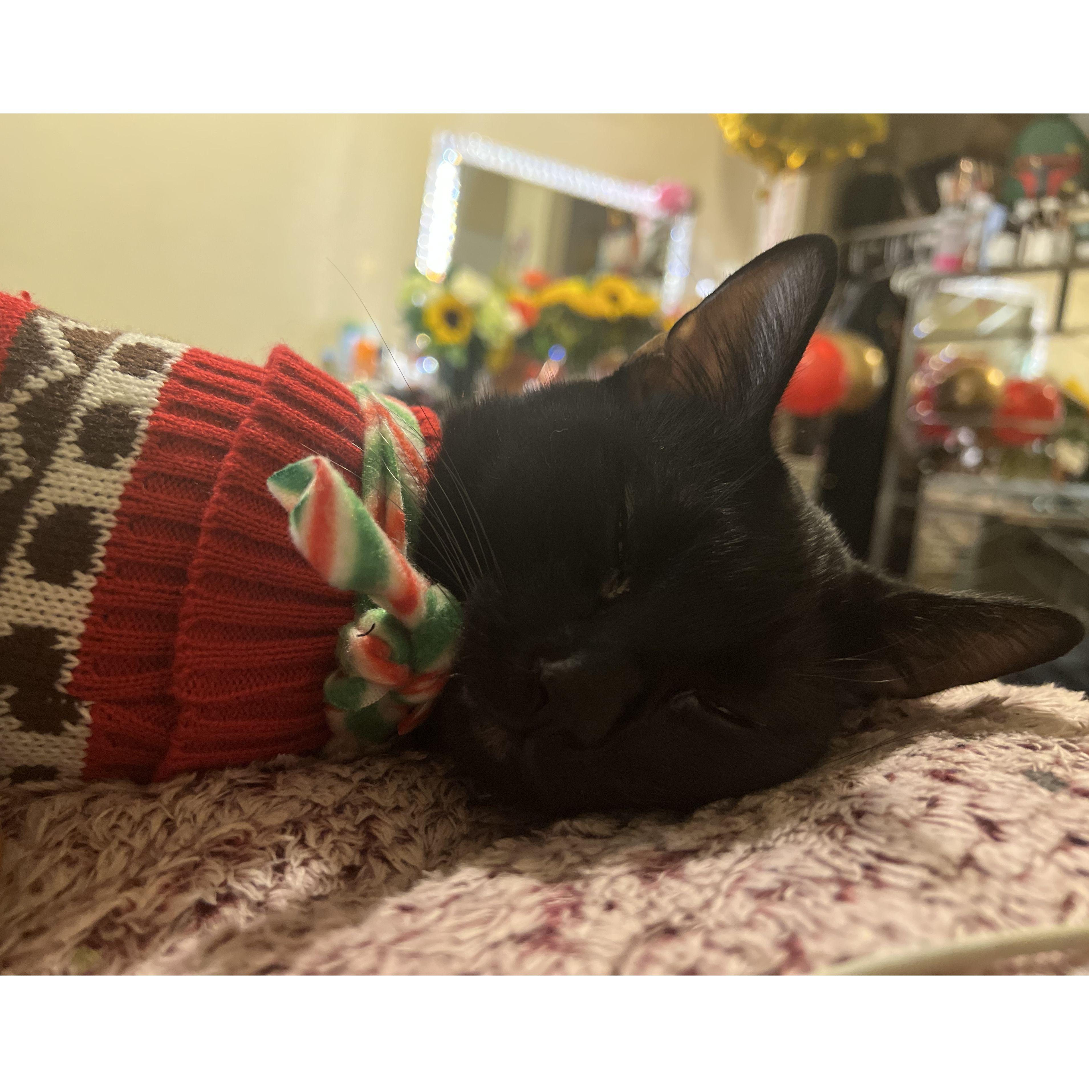 Poncho 🐈‍⬛