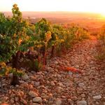 Châteauneuf-du-Pape