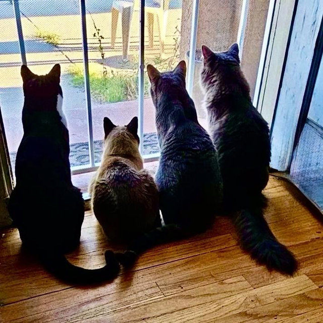Our Catio Fund