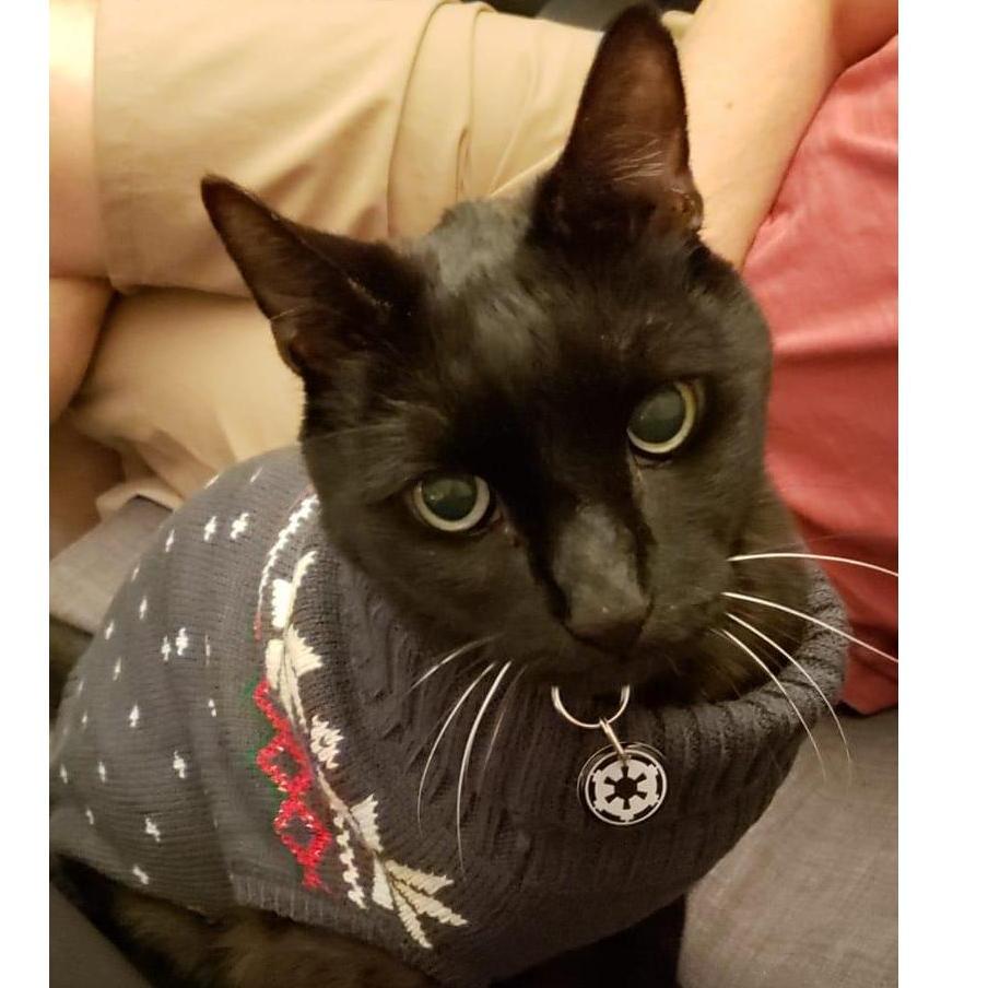 Nanaki looking dapper in his Christmas Sweater.