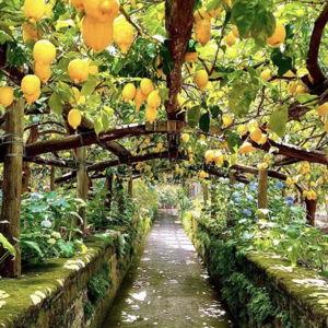 Ape Car Tour and Mozzarella Making in Sorrento