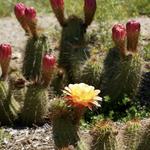 Alta Vista Botanical Gardens