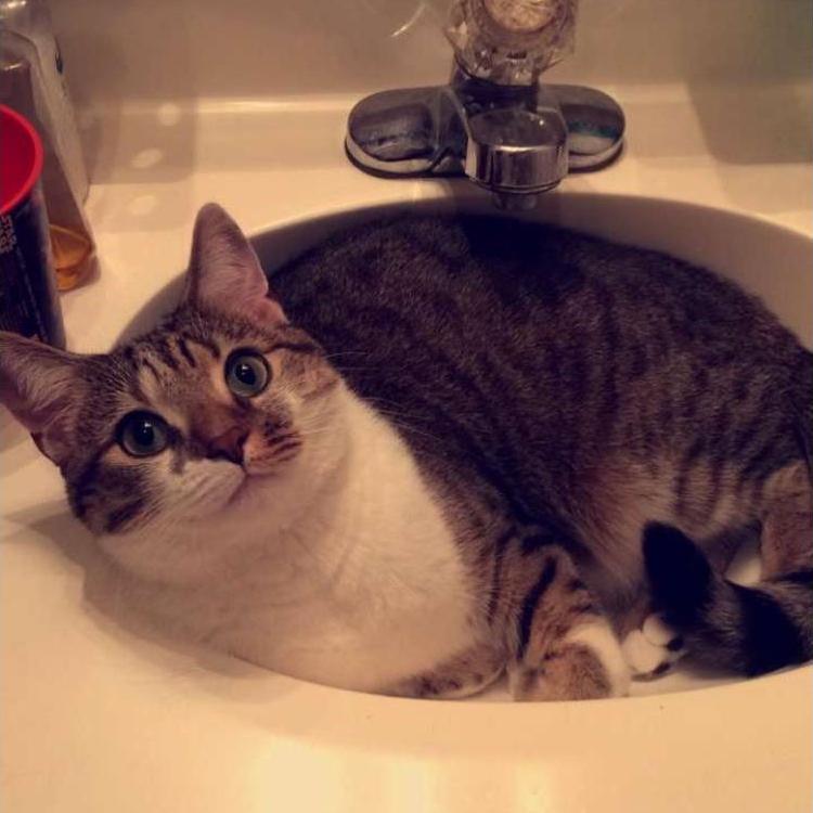 Bru
