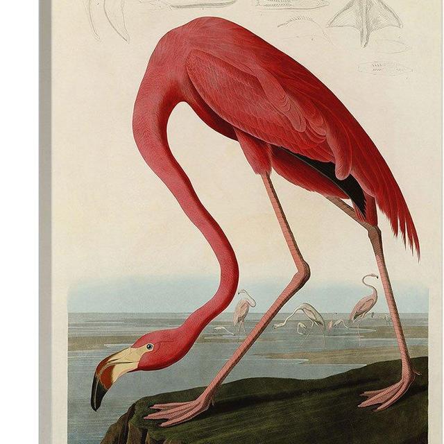 ARTCANVAS Pink American Flamingo Canvas Art Print by John James Audubon - 40" x 26" (0.75" Deep)