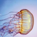 Shedd Aquarium