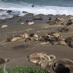 La Jolla Shores