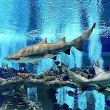OdySea Aquarium