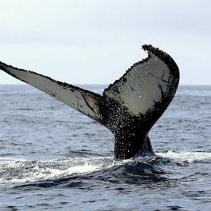 Whale Watching in the Azores