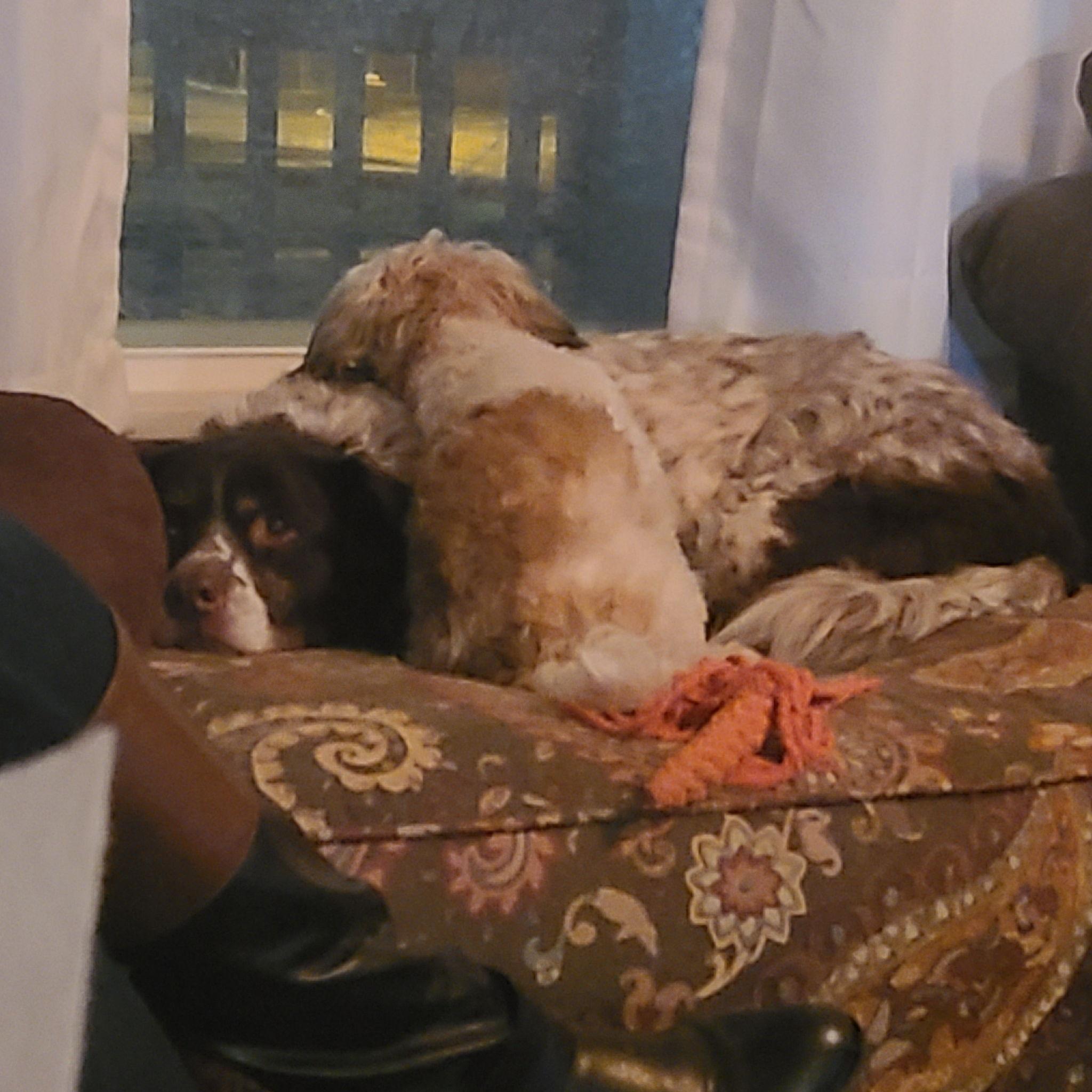 They got a puppy and named him Mori (Short for Moriarty). Phoebe was not thrilled, but she tolerated it.