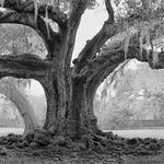 Audubon Park