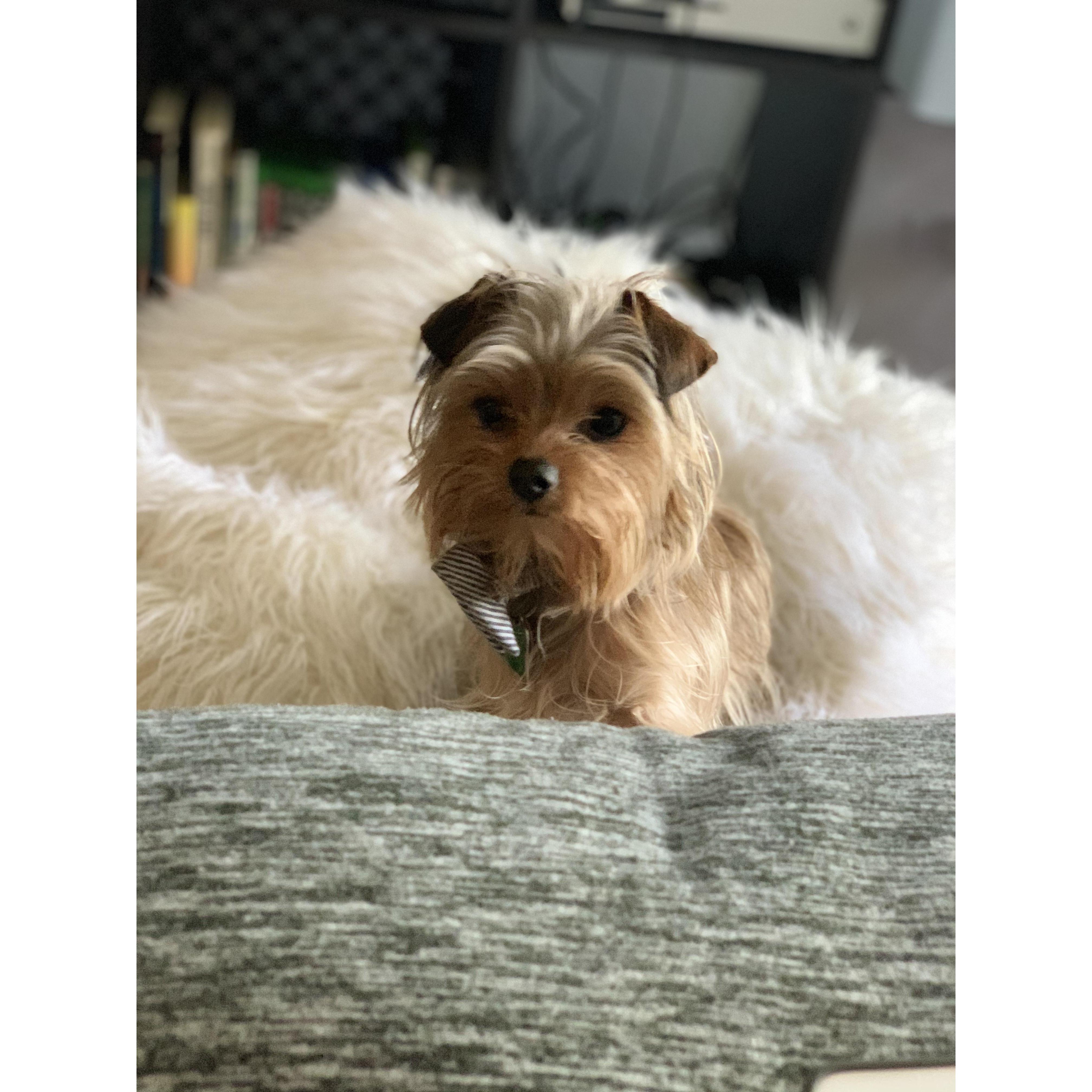 Our First Born - Brodie