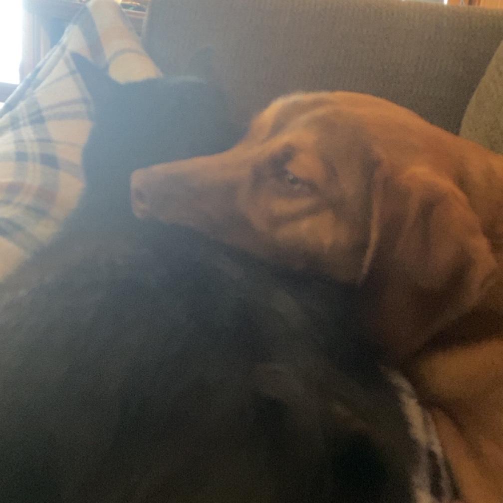 Nugget and Subi