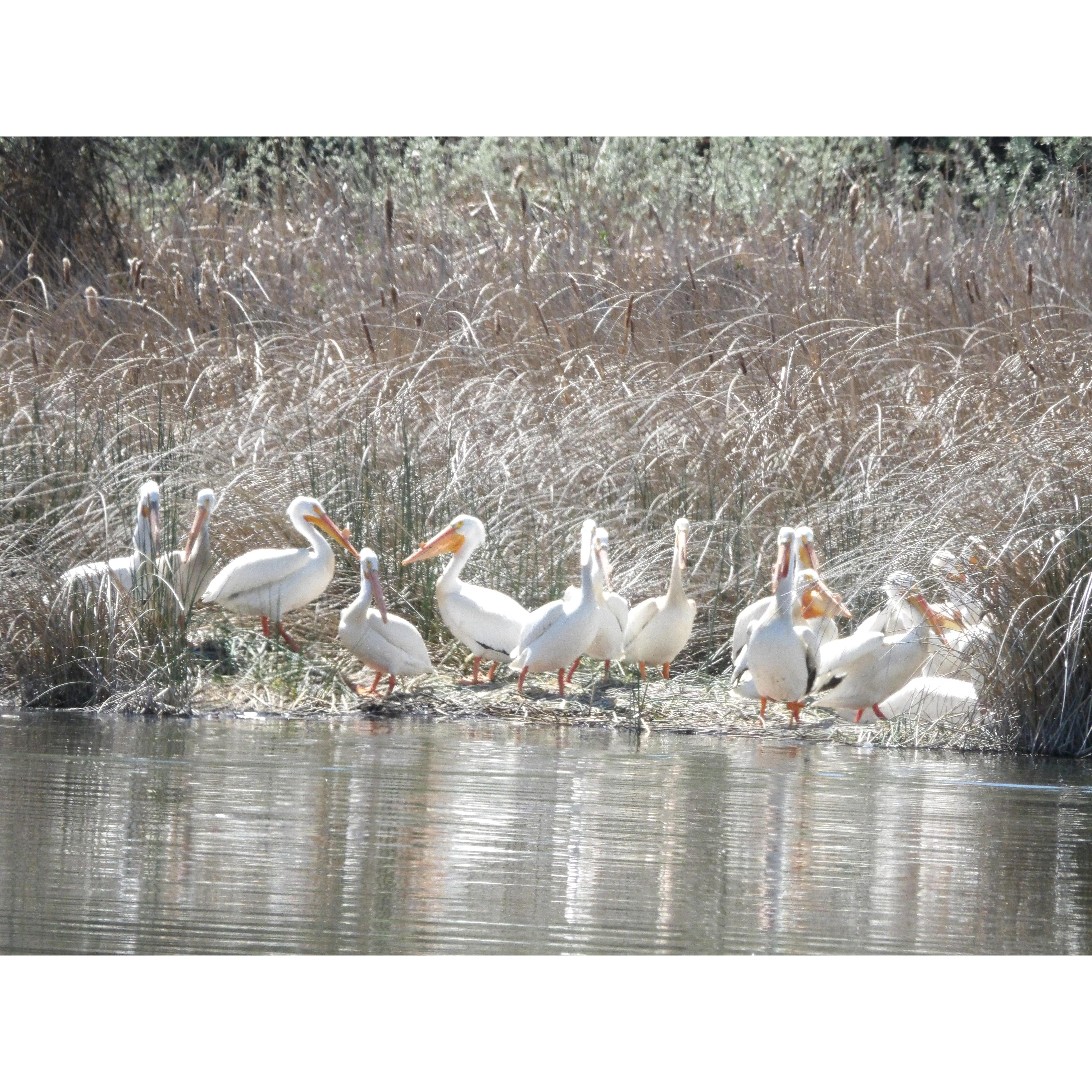 Pelicans in Hagerman, ID