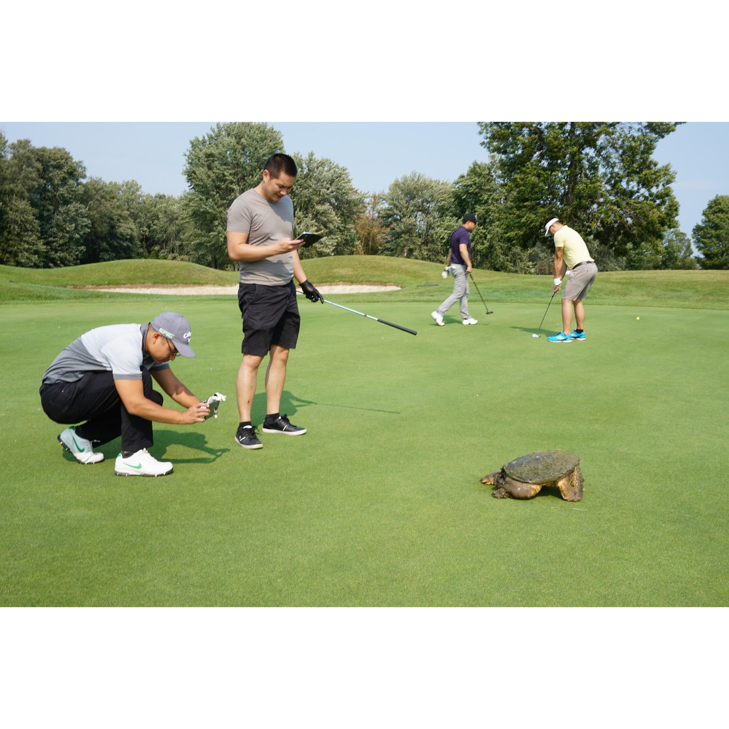 While we were golfing, a tortoise determined to stop by to join us.