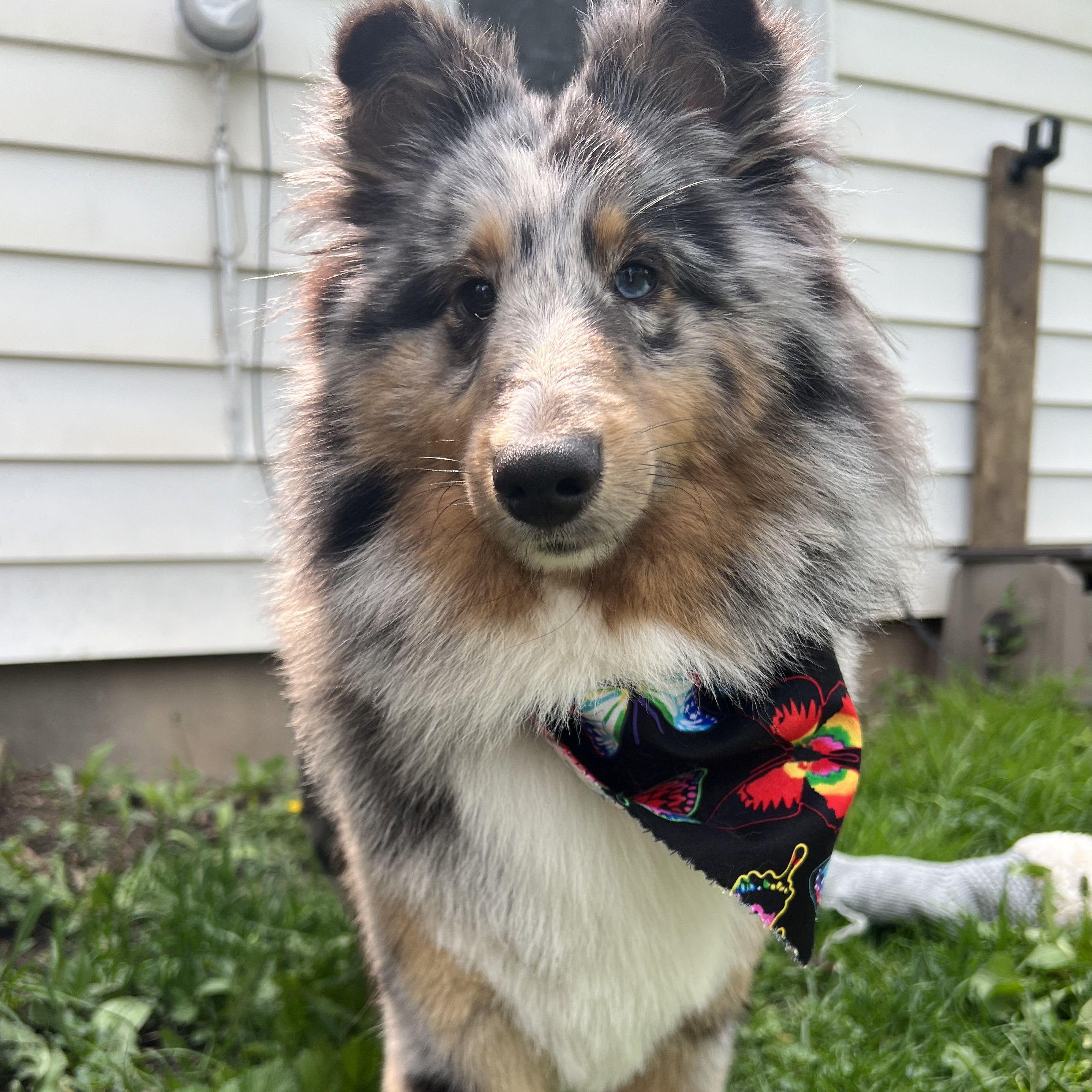 Molly