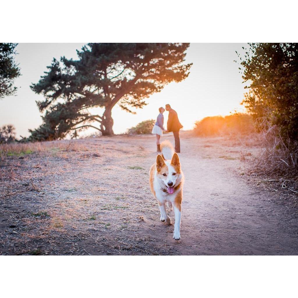 Willa is not only an amazing photographer of people and places, but she's apparently a dog whisperer as well!  Rosie NEVER looks at the camera, but she loves being photgraphed by Willa!