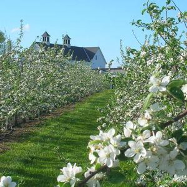 Future Farm Trees