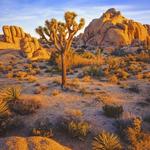 Joshua Tree National Park