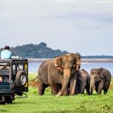 Pinnawala Elephant Orphanage