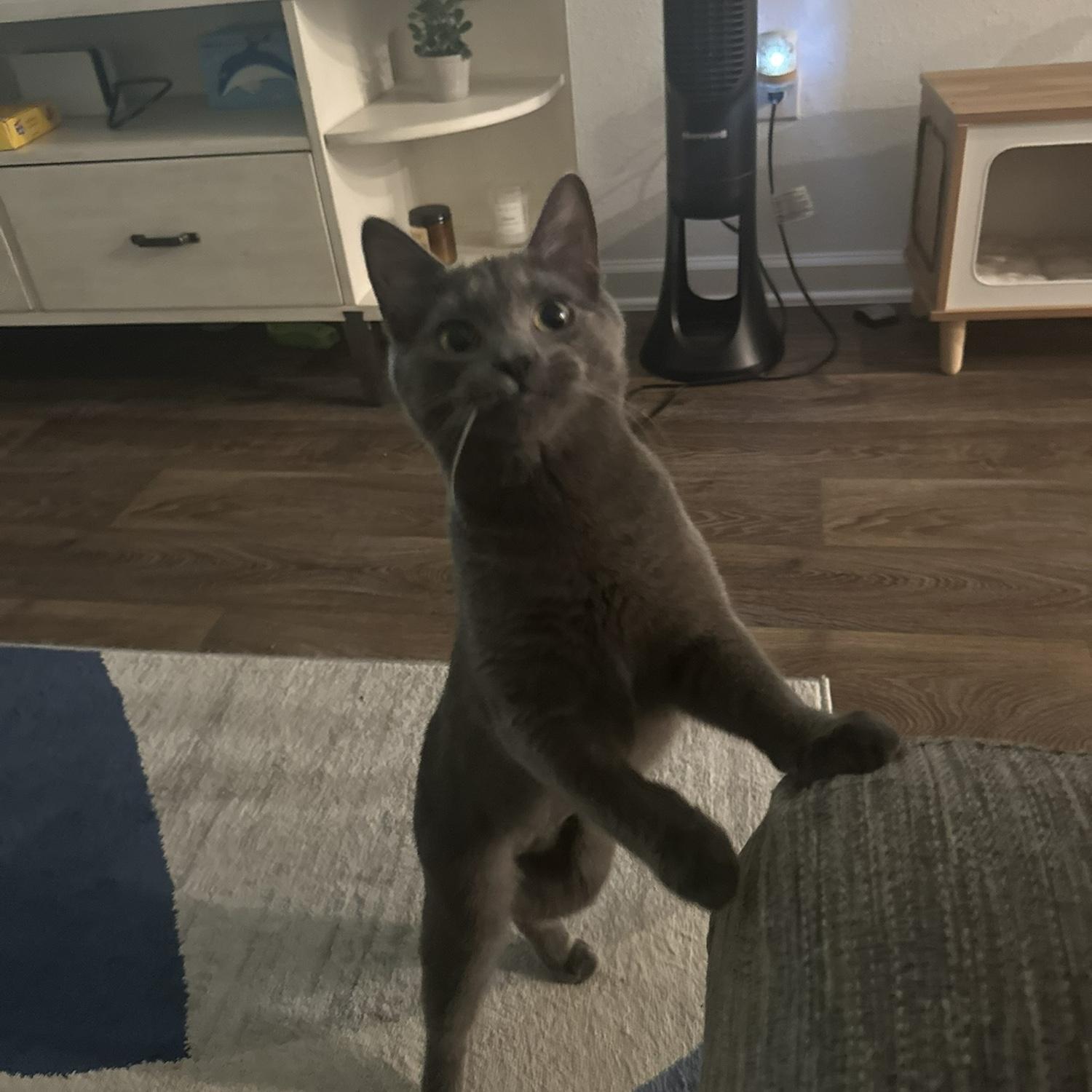 This is our Cleo girl. She is our small and tiny baby with a very big attitude.