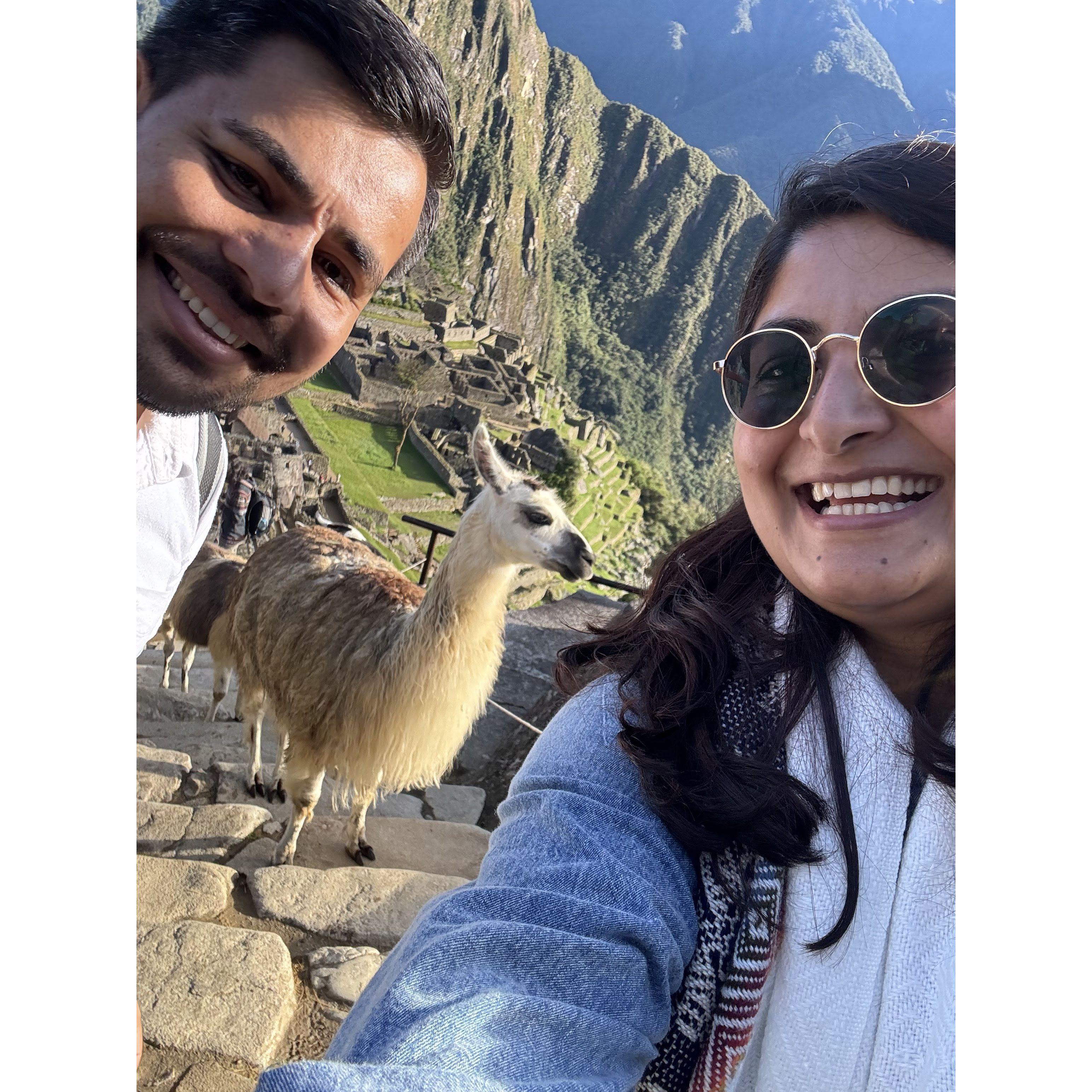 Its a Llama!