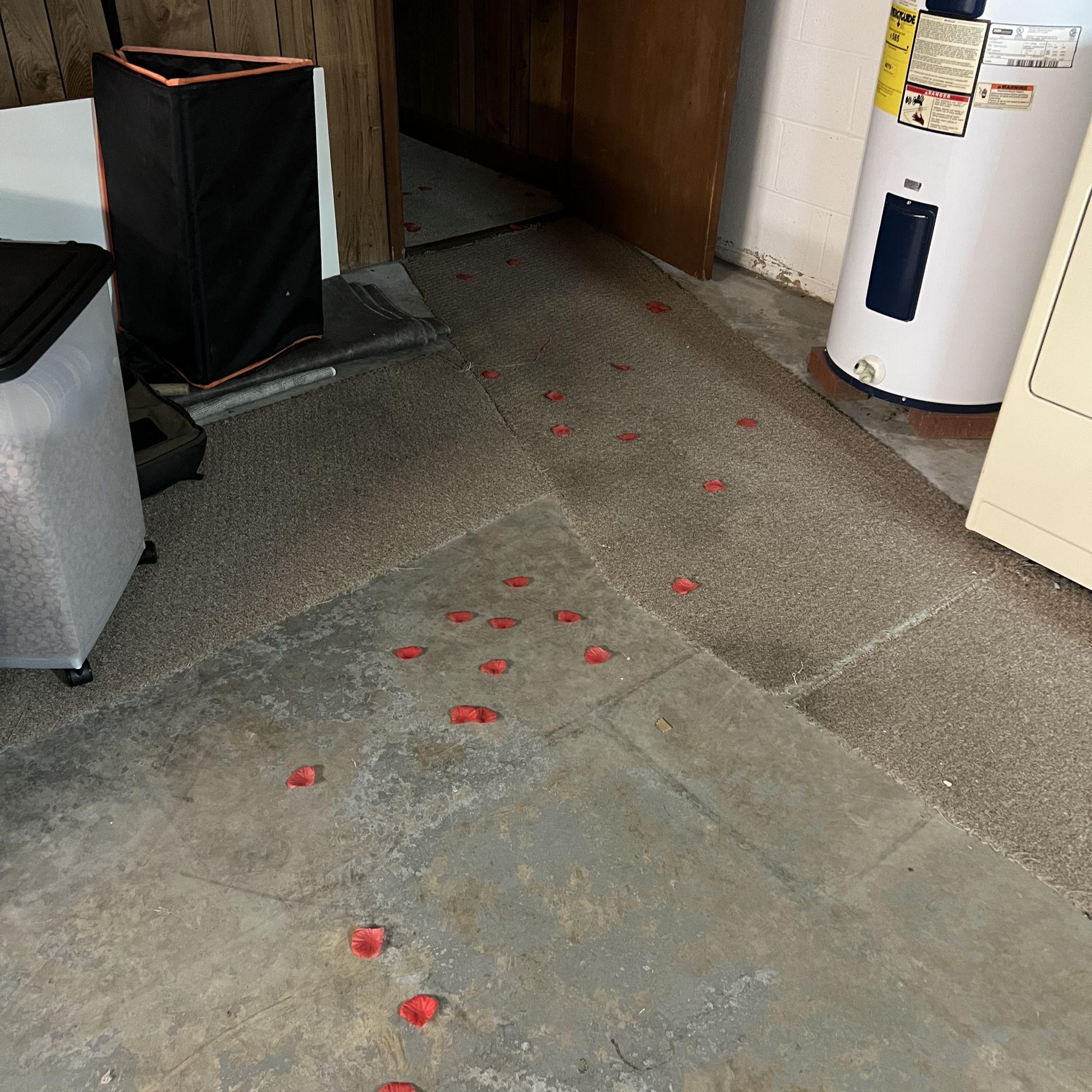 Rose petals pointing the way in case I got lost.