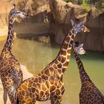 Dallas Zoo