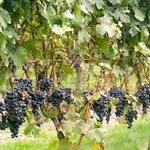 Wine Tasting at Newport Vineyards