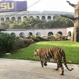 Louisiana State University