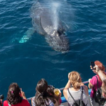 Newport Landing Whale Watching