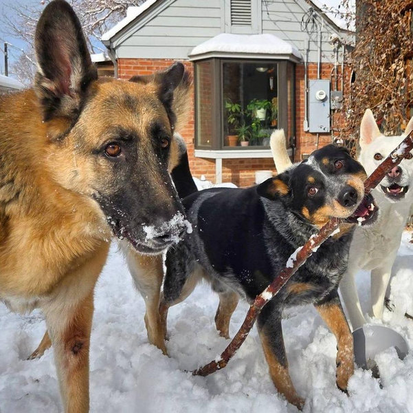 Pamper the pups