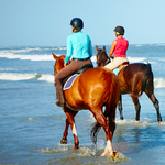 Seabrook Equestrian