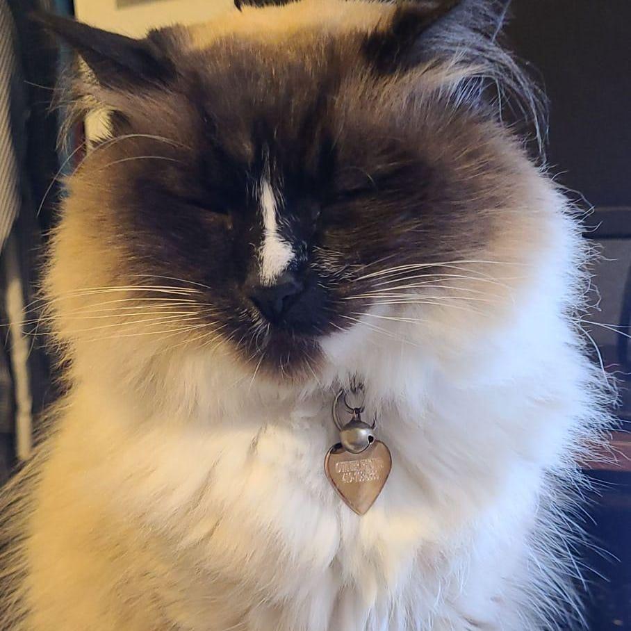 Lola after a good brushing (2022)