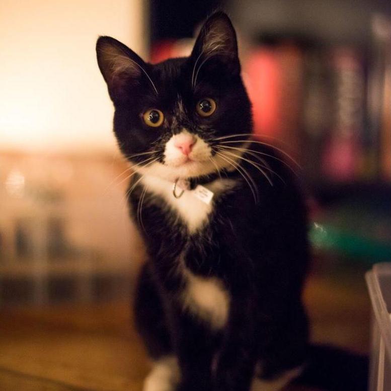 Our cat Nox. We spend the majority of our time chasing after this rapscallion.