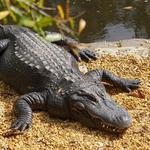 Homosassa Springs Wildlife State Park