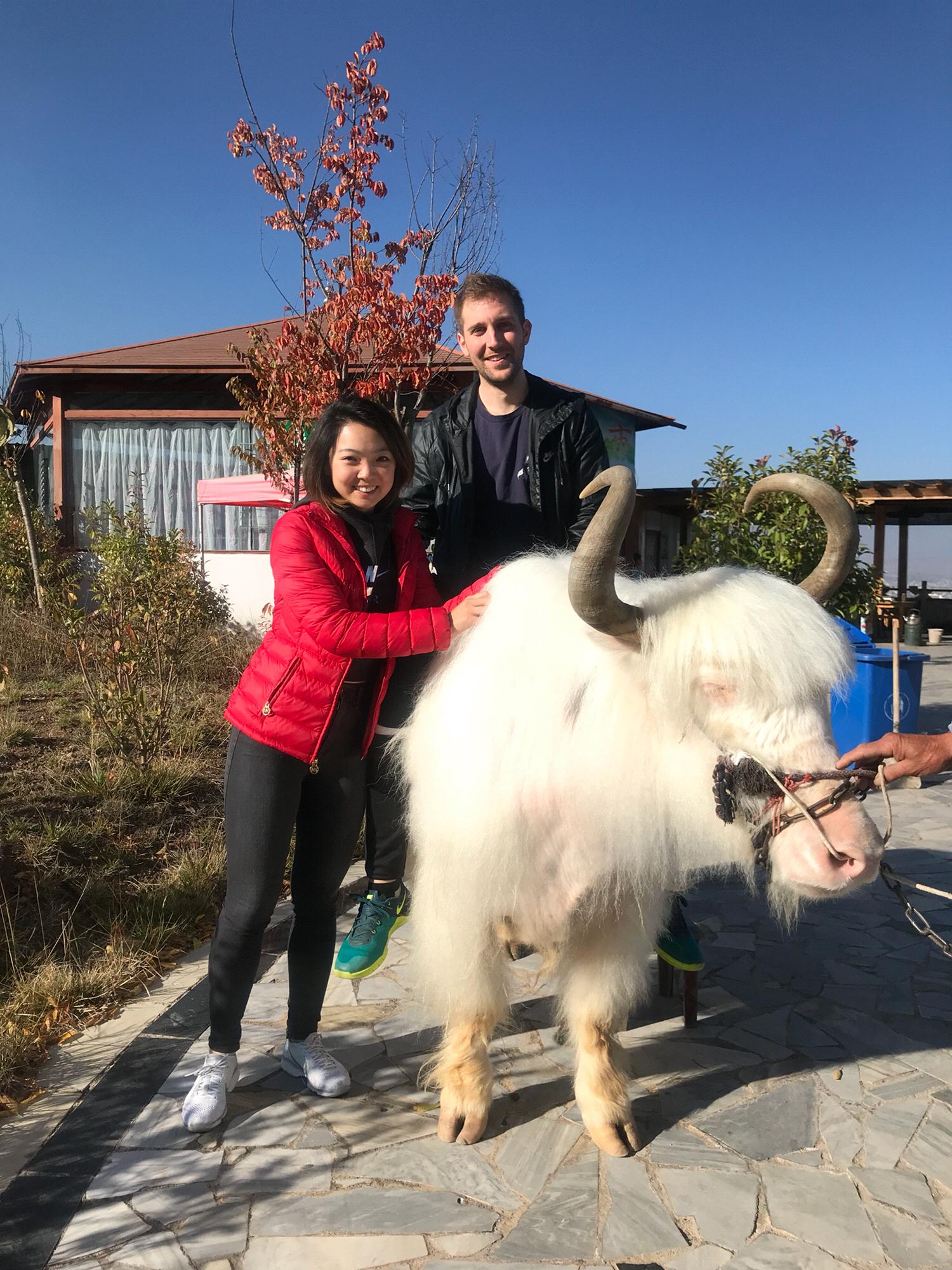 White yak spotting in Yunnan