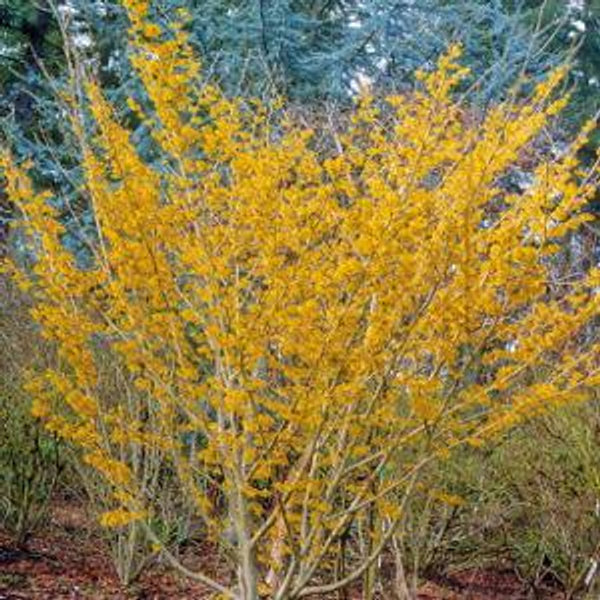 Common Witchhazel Shrub For Sale - Mehrabyan Nursery