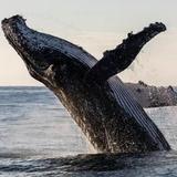 Whale Watching