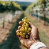Overmountain Vineyards