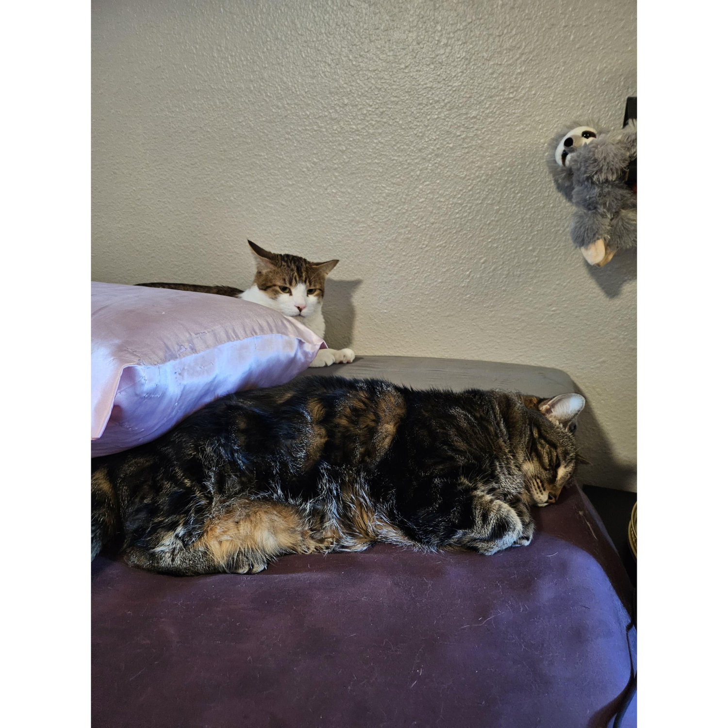 Kitties