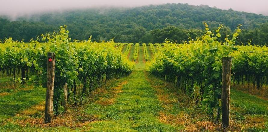 The Wedding Website of Peiching Liu and Laird Strauss