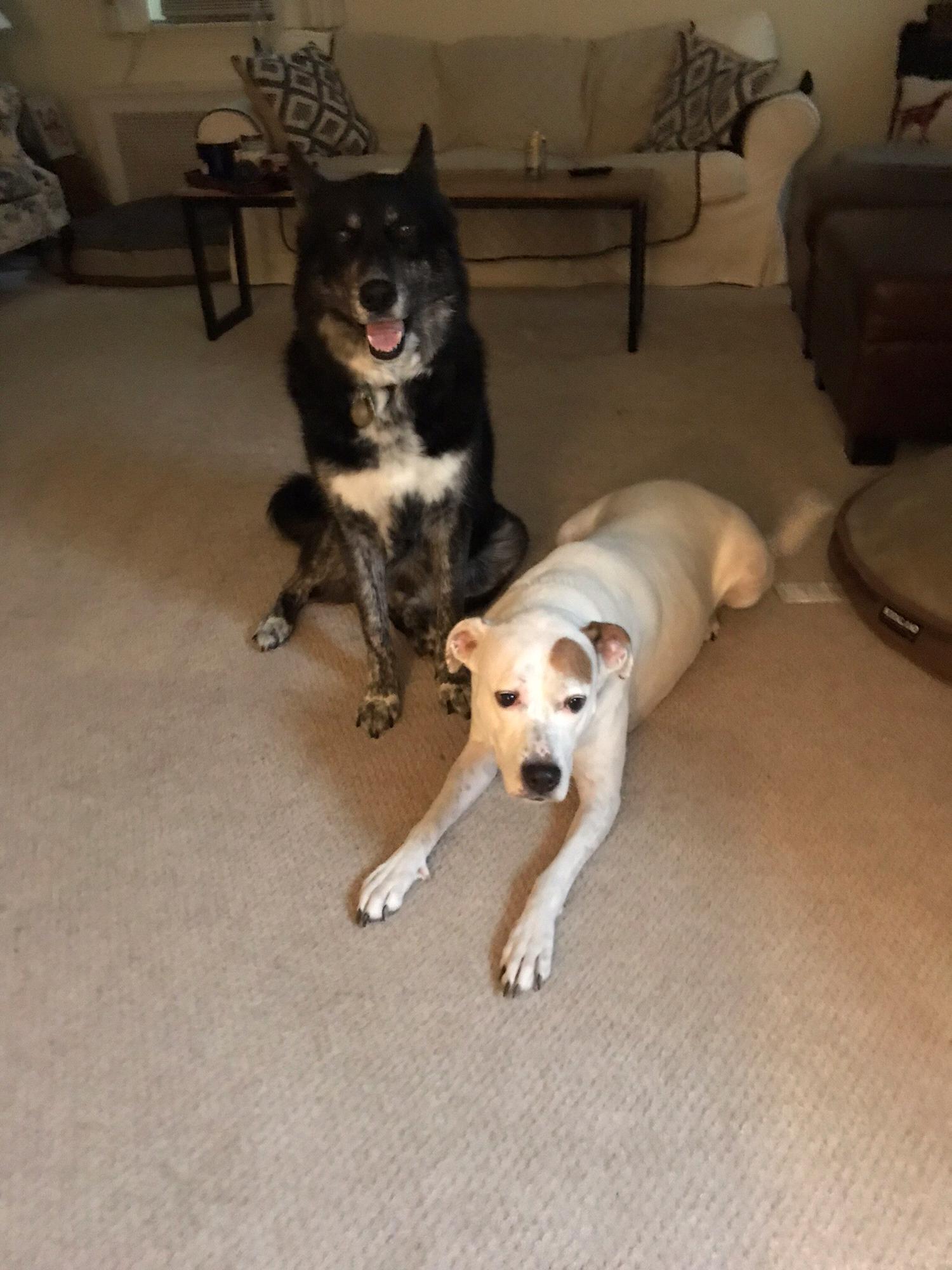 The pups are just wondering what all the fuss is about with all the boxes of (decor) stuff that’s not for them??