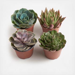 4-Piece 4" Rosette Succulent Collection