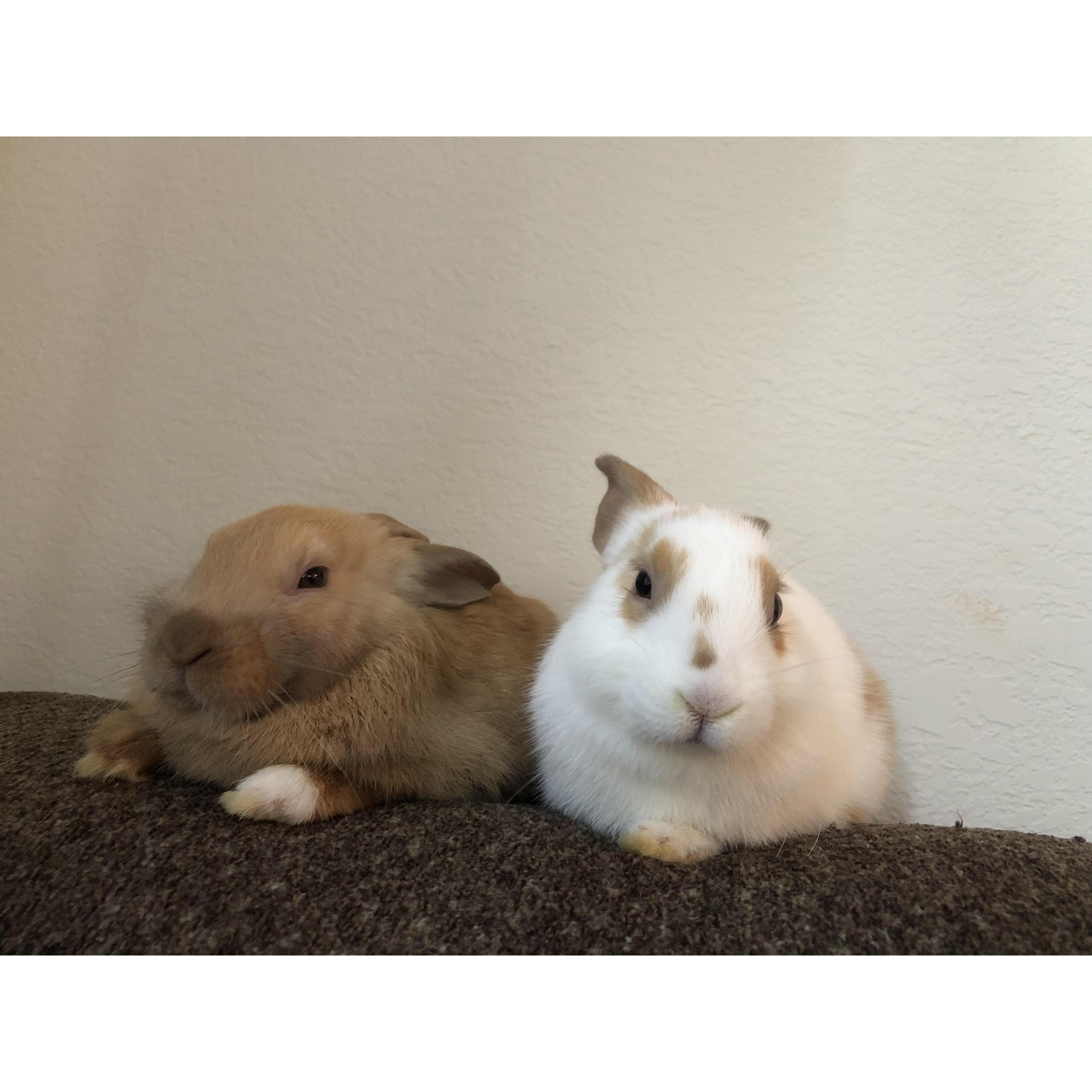 Fur Babies #4 & #5 Chip and Stewart!